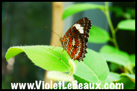 VioletLeBeaux-Melbourne-Zoo-1030174_1349 copy
